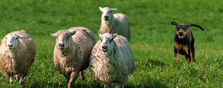 How to Train a Doberman to Hunt Sheep How to Train a Doberman to Hunt Sheep